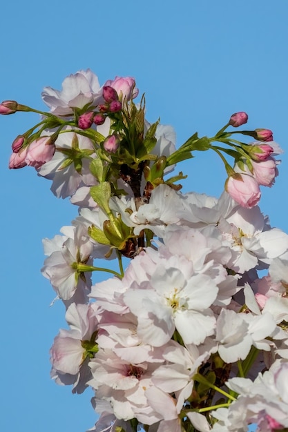 桜の木の春の時間