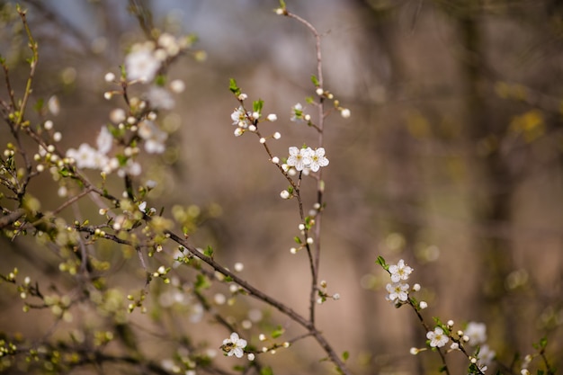 白い花と桜の木。春の背景