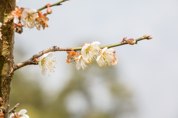 桜の木