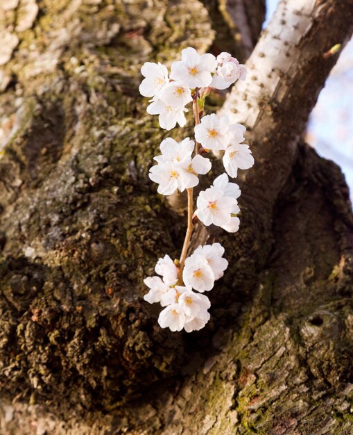 タイダルベイスンの桜の木