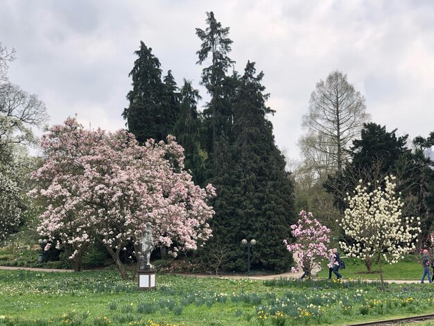 Cherry blossom trees on field against sky