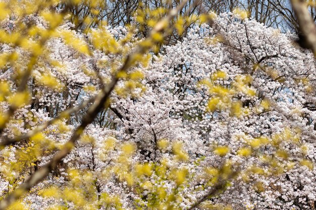 Foto alberi di ciliegio in piena fioritura nel parco