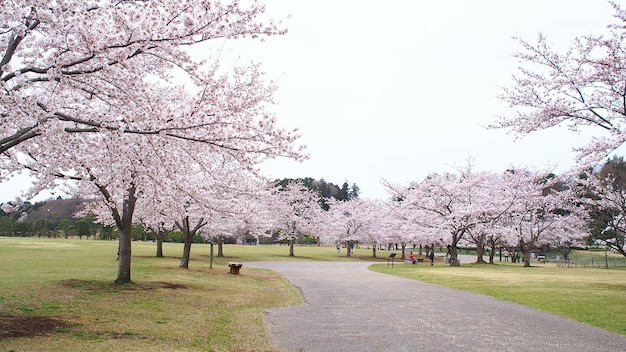 Cherry blossom trees growing in park