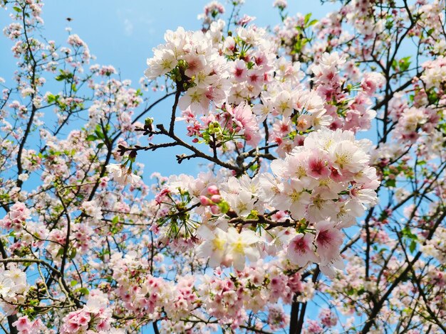 Cherry blossom viewing season