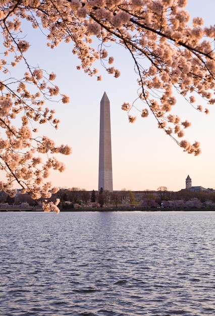 Cherry Blossom and Washington Monument