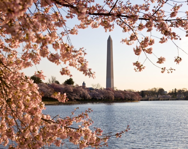 桜とワシントン記念塔