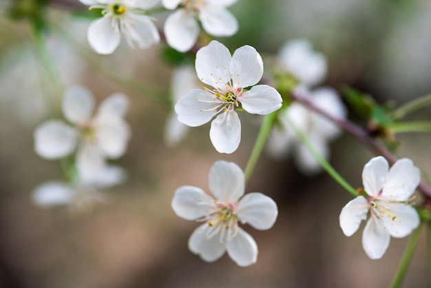 Cherry blossom, white flowers in the foreground in sharp focus