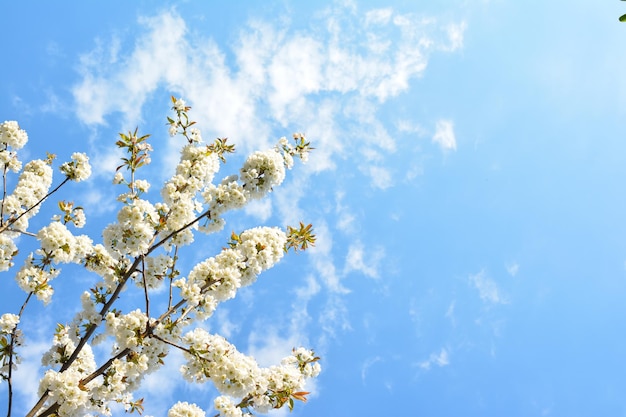 背景に空と桜