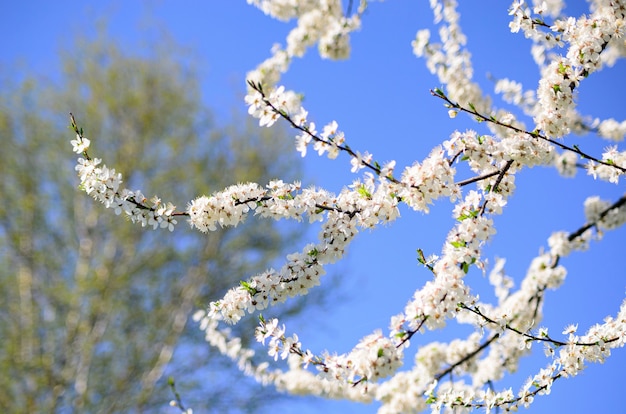 白い花と桜