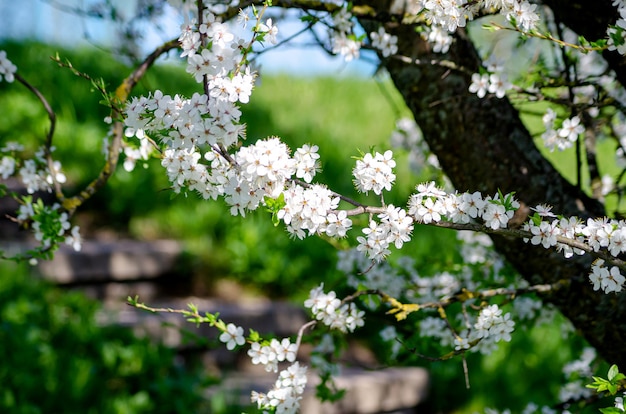 白い花と桜