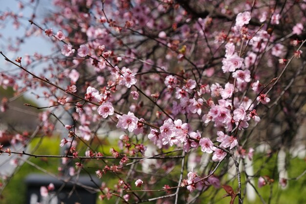 桜の花