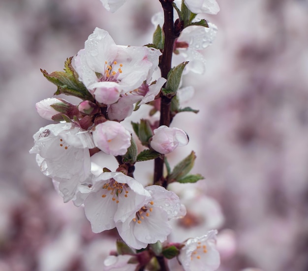 Cherry blossom