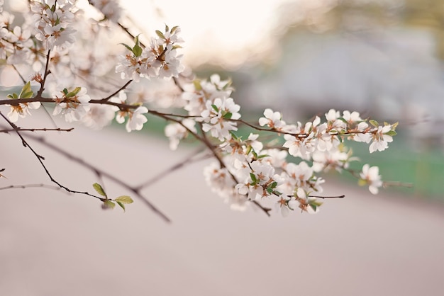 Cherry blossom