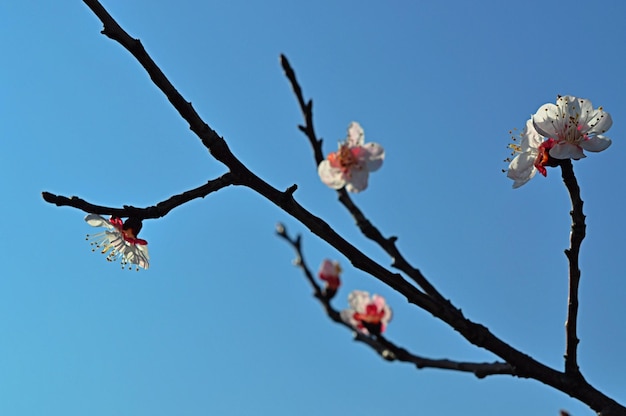 Cherry blossoms against the blue sky spring flowering flowers
of fruit trees white flowers on a blue