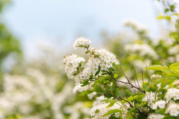 青い空を背景に桜。