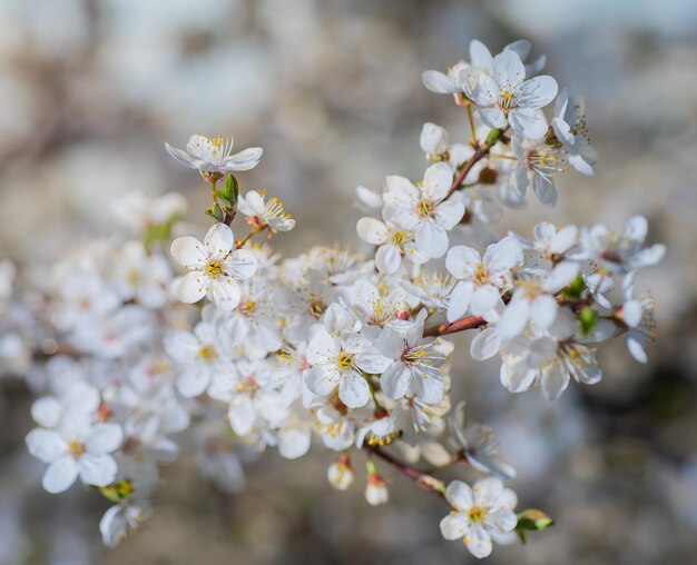 青い空を背景に桜