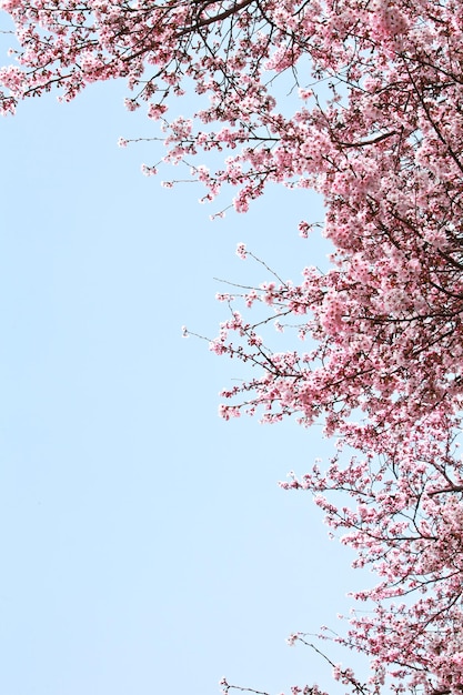 Photo cherry blossoms against a blue sky