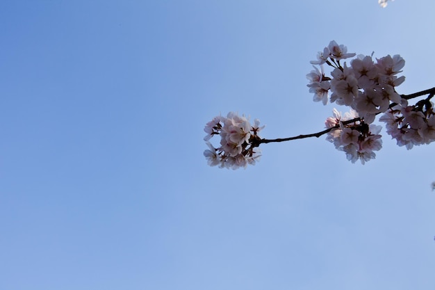 Photo cherry blossoms against a blue sky