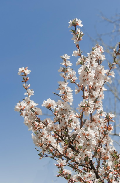 Cherry blossoms against a bright blue sky