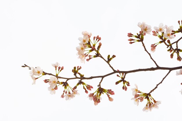 Photo cherry blossoms against clear sky