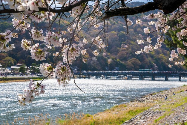 Photo cherry blossoms along the katsura river and togetsukyo bridge in arashiyama district kyoto japan