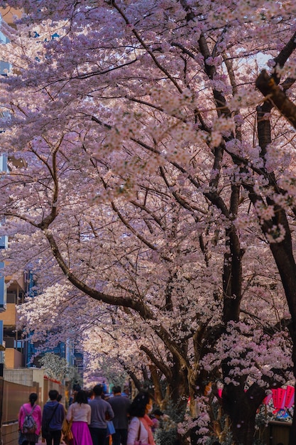 Cherry blossoms along the Meguro River