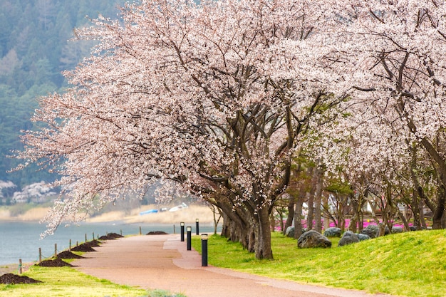 写真 花見祭りの河口湖の散歩道沿いの桜
