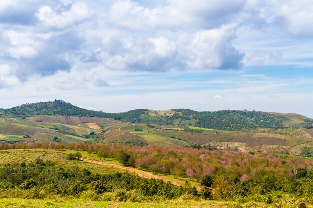 Cherry blossoms are blooming on the mountain in Phu Lom Lo,Thailand