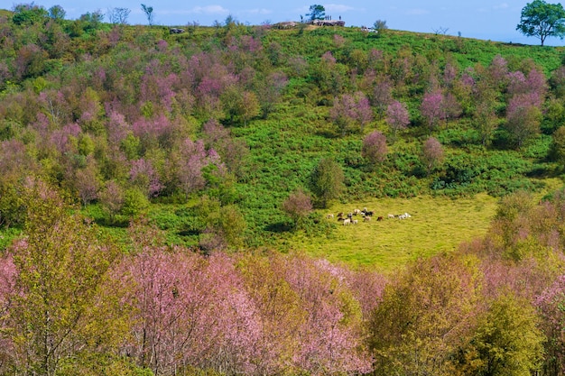 Cherry blossoms are blooming on the mountain in Phu Lom Lo,Thailand