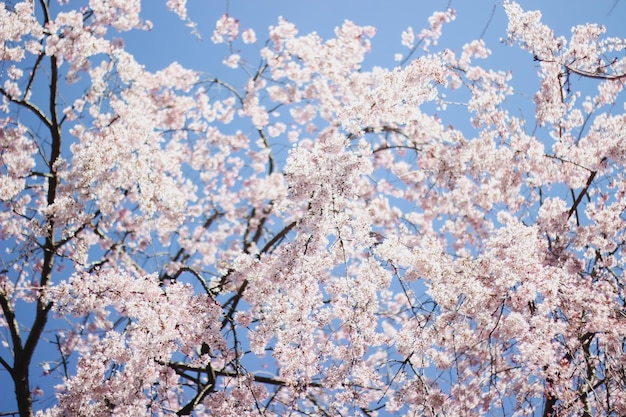 Cherry blossoms are blooming in the spring.