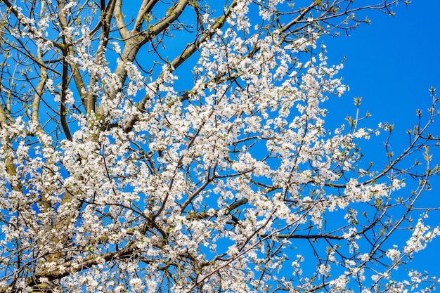 Cherry blossoms on the background of the sunny sky