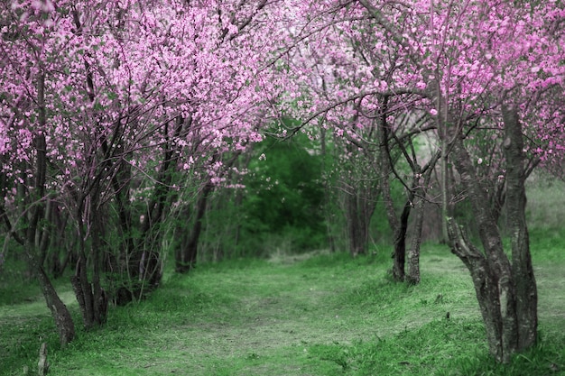 桜。美しい春の庭。木々と緑の草