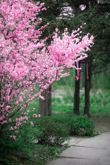 桜。美しい春の庭。木々と緑の草