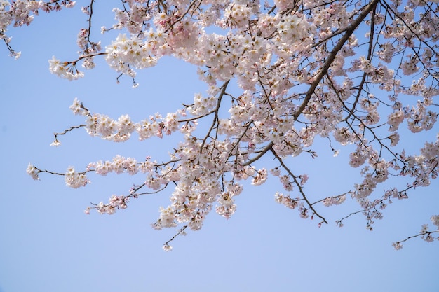 春の始まりの桜