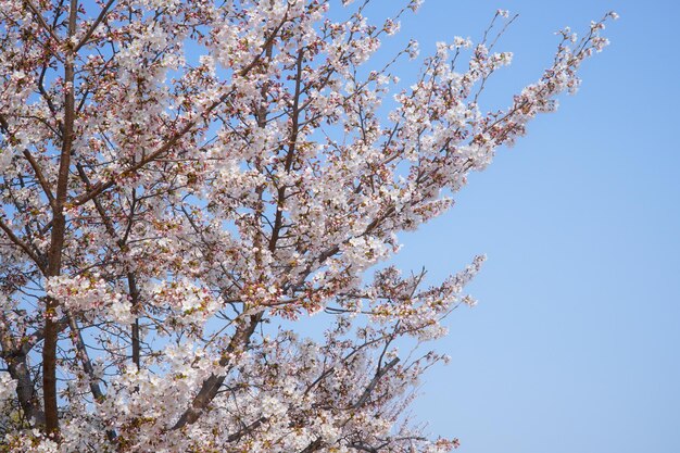 Cherry blossoms at the beginning of spring season