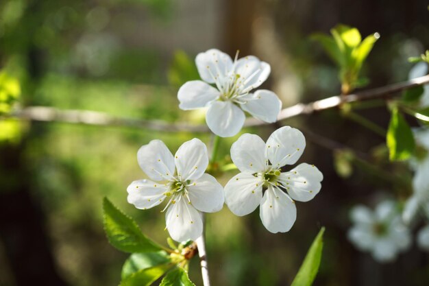 Cherry blossoms in berry garden on a sunny day