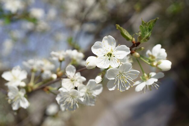 Cherry blossoms in berry garden on a sunny day