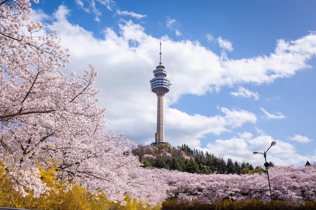 Foto fiori di ciliegio in fiore in primavera a daegu, in corea del sud