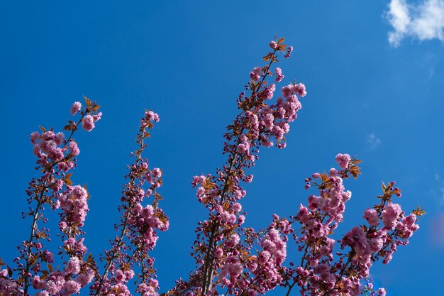 Photo cherry blossoms on a blue sky background blooming pink cherry blossom branch or sakura flowers