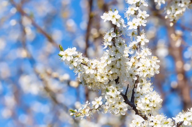 青い空に桜春の花の背景春に咲く桜