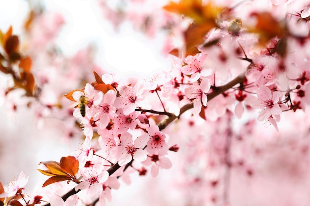 Cherry blossoms over blurred nature background close up