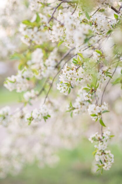 Cherry blossoms over blurred nature. Spring flowers.