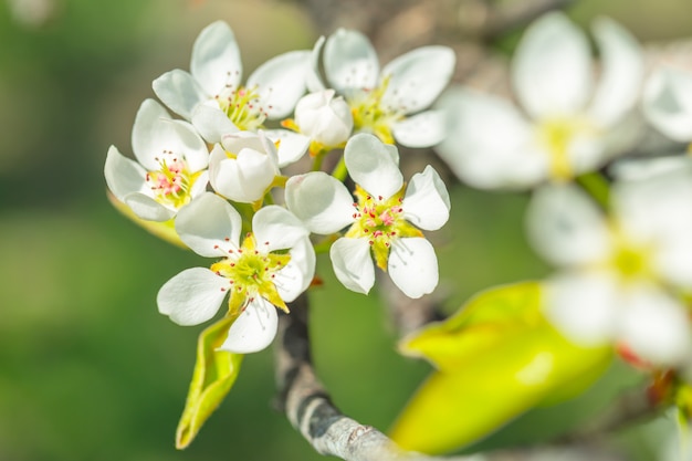 Cherry blossoms over blurred nature