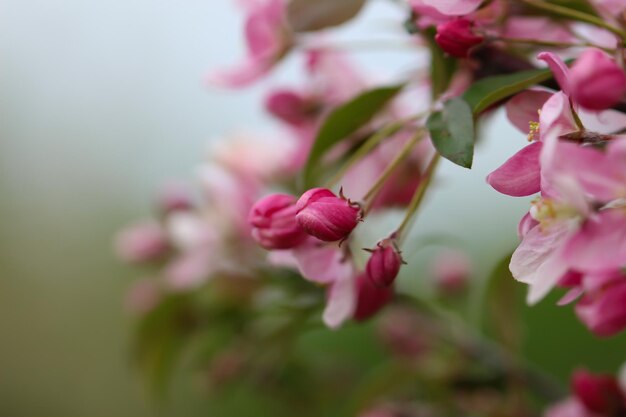 テキストのコピースペースとバナーのぼやけた緑の背景に桜の花