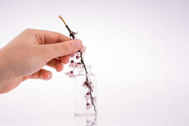 Cherry blossoms in bottle