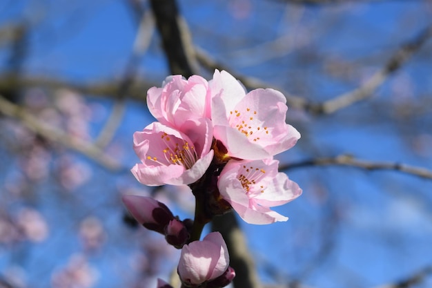 Cherry Blossoms city park