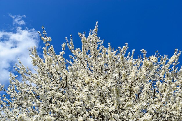 桜の都市公園