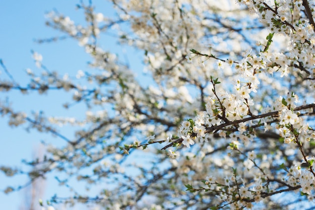 都市公園の桜