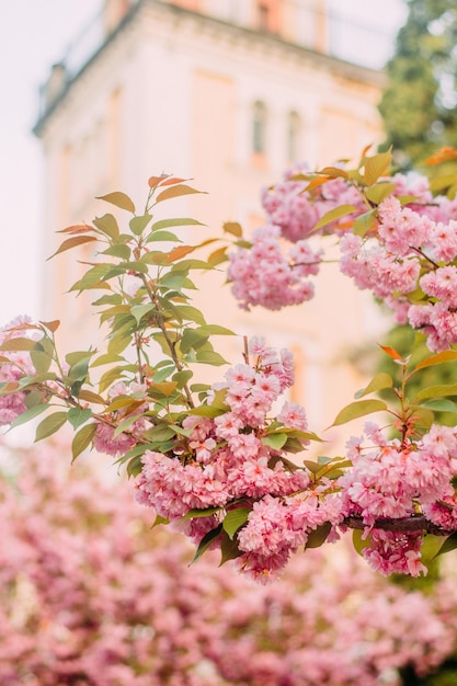 Cherry blossoms in the city of Sambir Lviv Region Ukraine