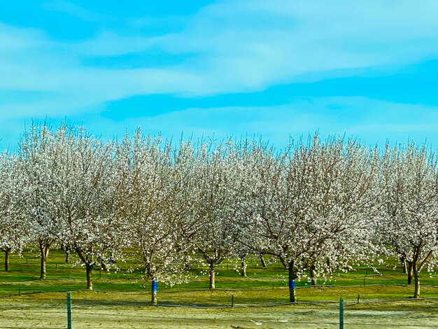 Cherry blossoms on field against sky